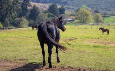 Comment améliorer la digestion de votre cheval avec des probiotiques efficaces