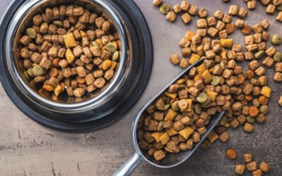 Comment bien choisir l’alimentation de son chien